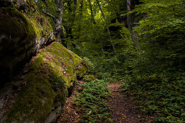 Fototapeta na wymiar Magical forest huge stones