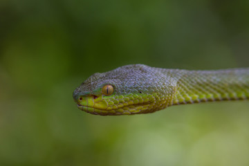 Close up Yellow-lipped Green Pit Viper snake