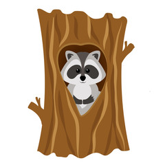 Funny raccoon inside tree in hollow, isolated on white background. Adorable vector raccoon. Cute cartoon pet. Charming baby raccoon.