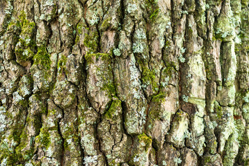 Oak bark texture