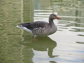 pato en el agua