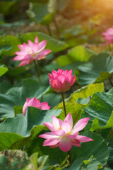 Beautiful lotus