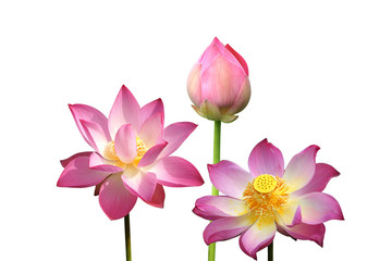 Beautiful lotus on white background.