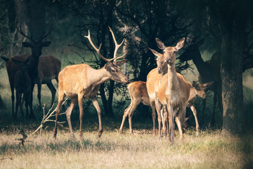 Naklejka na ściany i meble Deer herd in the forest