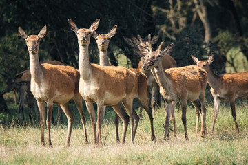 Deer herd in the forest