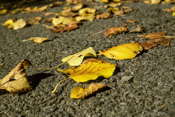 autumn leaf
