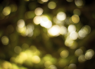 Obraz premium green natural bokeh background, bokeh from tree and light at nig
