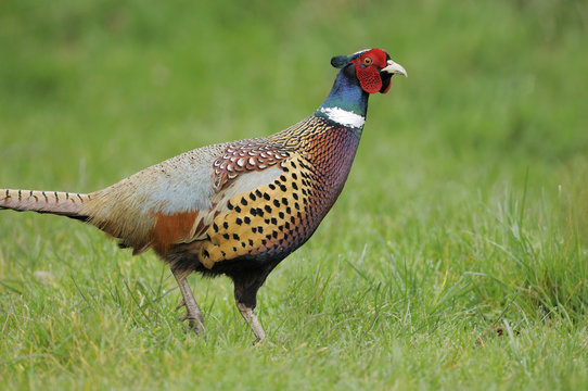 Male Ring-necked Pheasant (Phasianus colchicus). 