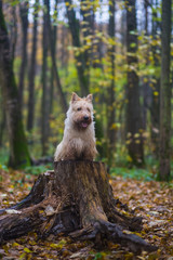 Fluffy dog scottish terrier sitting on a stump in the autumn for