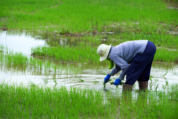 Fototapeta na wymiar Farmers are planting rice in a rice field.
