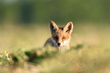 Fototapeta premium red fox kit in summer. red fox puppy in summer. red fox baby in summer.
