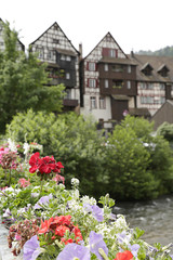 In the foreground colorful geraniums in bloom, in the background (out of focus) one traditional half-timbered house located in Schiltach, Black Forest, Baden-Wurtemberg, Germany
