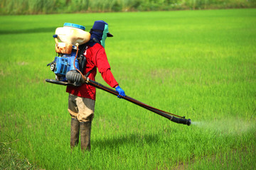 Farmers were spraying herbicides in rice field.