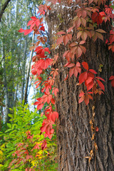 Tree twined wild grapes in autumn forest