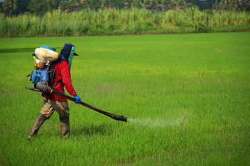 Farmers were spraying herbicides in rice field.