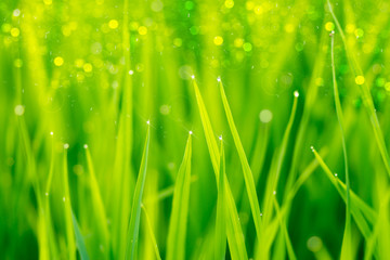 rice plant in rice field