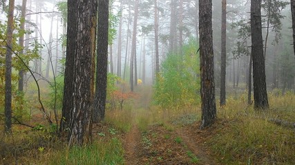 туманное утро в осеннем лесу