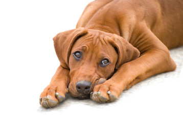 Pet motive: closeup of young Young rhodesian ridgeback puppy