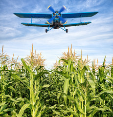 airplane over a maize filed