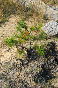 Pine tree sapling in a forest