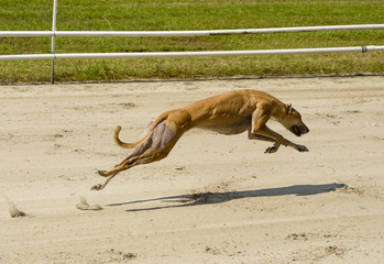 Sprinting dynamic greyhound on the race course