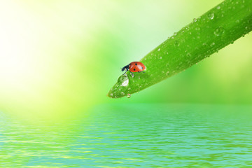 Ladybug on grass near water. Beautiful nature background.