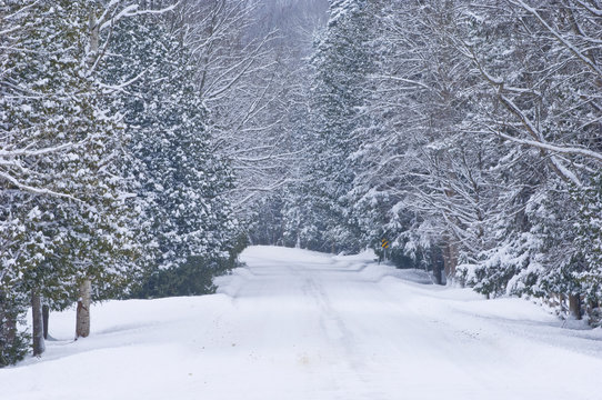 View of snow covered country road through forest in winter