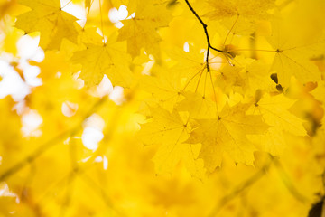 Leaves on the branches in the autumn forest.