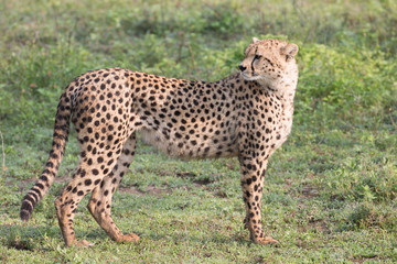 Young Male Cheetas in Tanzania Africa