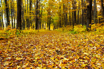 Autumn forest and a footpath