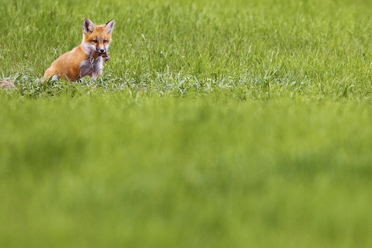 Kit fox (Vulpes macrotis) with a dead field mouse, Saskatchewan, Canada.