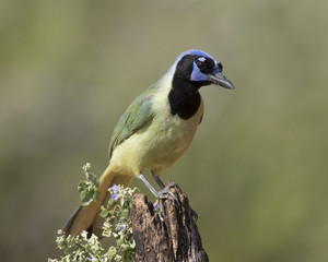 Green Jay Perched on stump