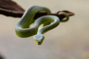 Close up Yellow-lipped Green Pit Viper snake