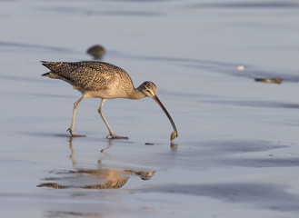 Long-billed Curlew on California Beach