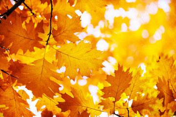autumn leaves background on forest