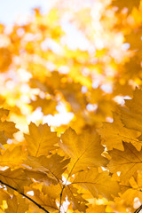 Leaves on the branches in the autumn forest.