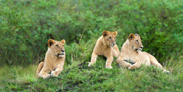 African lion pride (Panthera leo), resting on a termite mound, Masai Mara Game Reserve, Kenya, East Africa