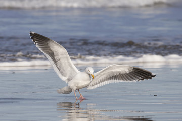 Fototapeta na wymiar Adult Western Gull on Pacific coast beach