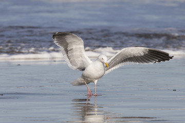 Fototapeta na wymiar Adult Western Gull on Pacific coast beach