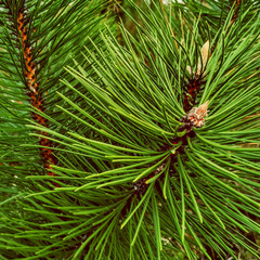Naklejka na ściany i meble Close-up of Christmas pine fir tree branches background.