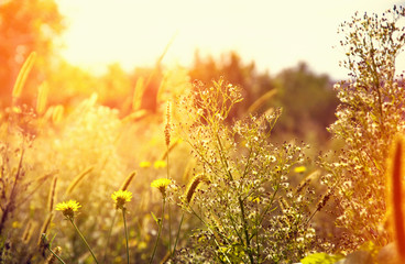 Wild meadow flowers on evening sunlight background.