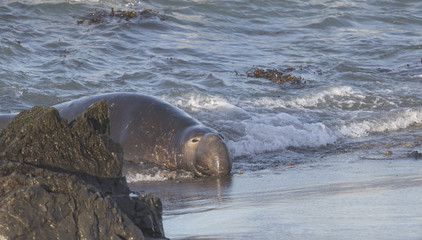 Large Bull Elephant Seal on California Beach
