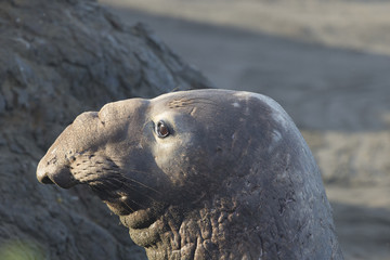 Large Bull Elephant Seal on California Beach