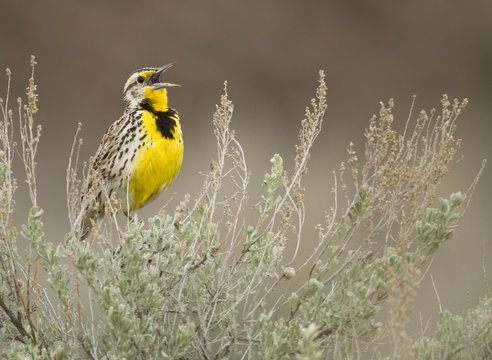 Western Meadowlark, Sturnella neglecta, Washington, USA