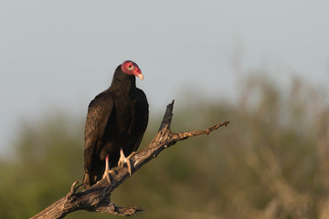 Turkey Vulture