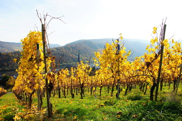 Naklejka premium leuchtend gelber Weinberg im Herbst oberhalb von Kröv an der Mosel 