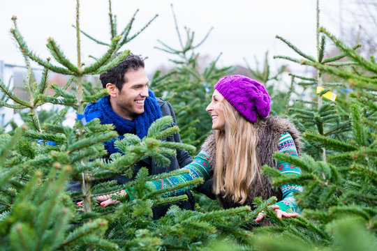 Frau und Mann kaufen Weihnachtsbaum auf Markt