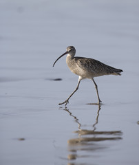Long-billed Curlew on California Beach