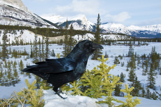Common raven (Corvus corax) South Saskatchewan River in winter, Banff National Park, western Alberta, Canada