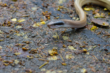 Rat Snake, Orthriophis taeniurus ridleyi
